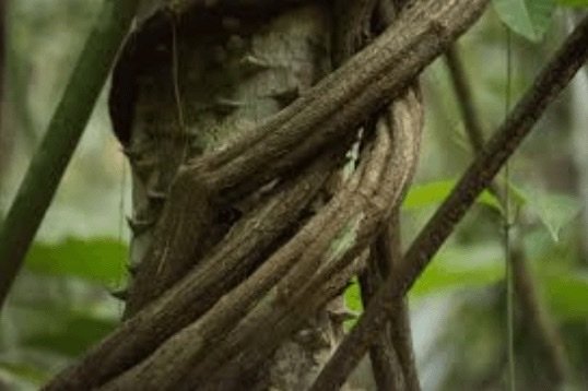 is ayahuasca safe 